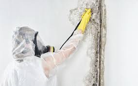 Best Mold Odor Removal Services  in Harkers Island, NC